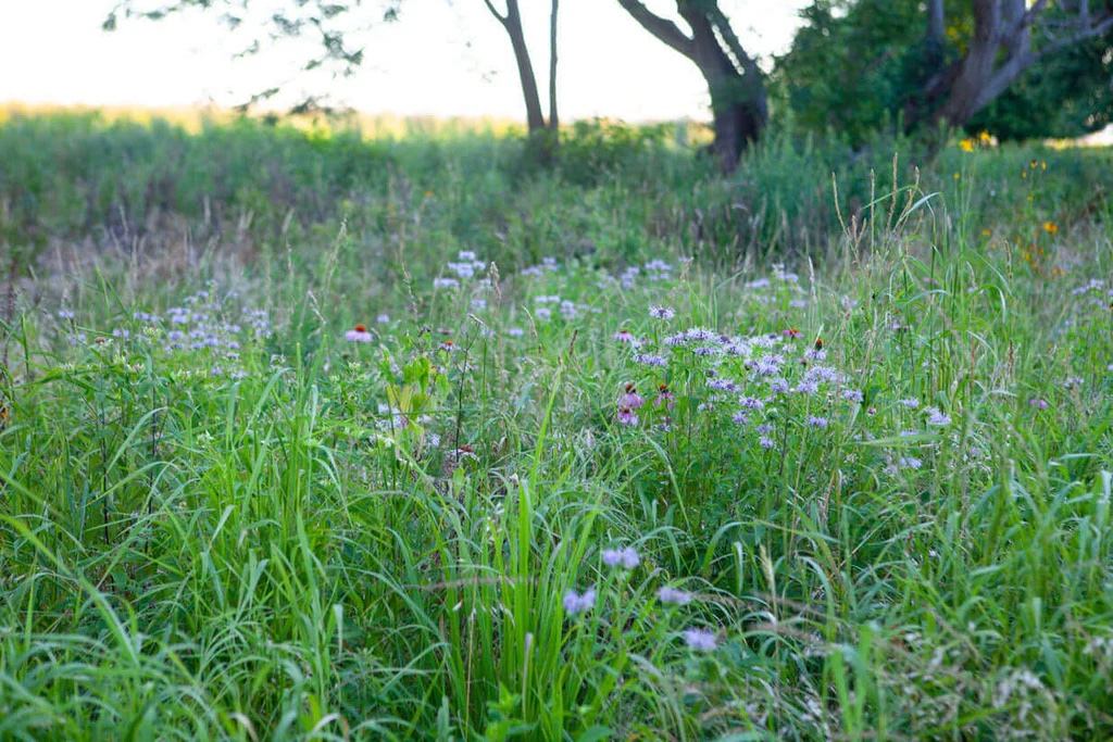 Sunny Meadow (Moist)
